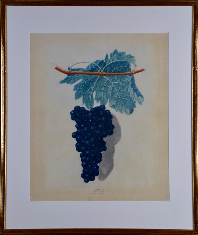 george brookshaw Figurative Print - George Brookshaw's Black Frontiniac Wine Grape Aquatint from "Pomona Brittanica"