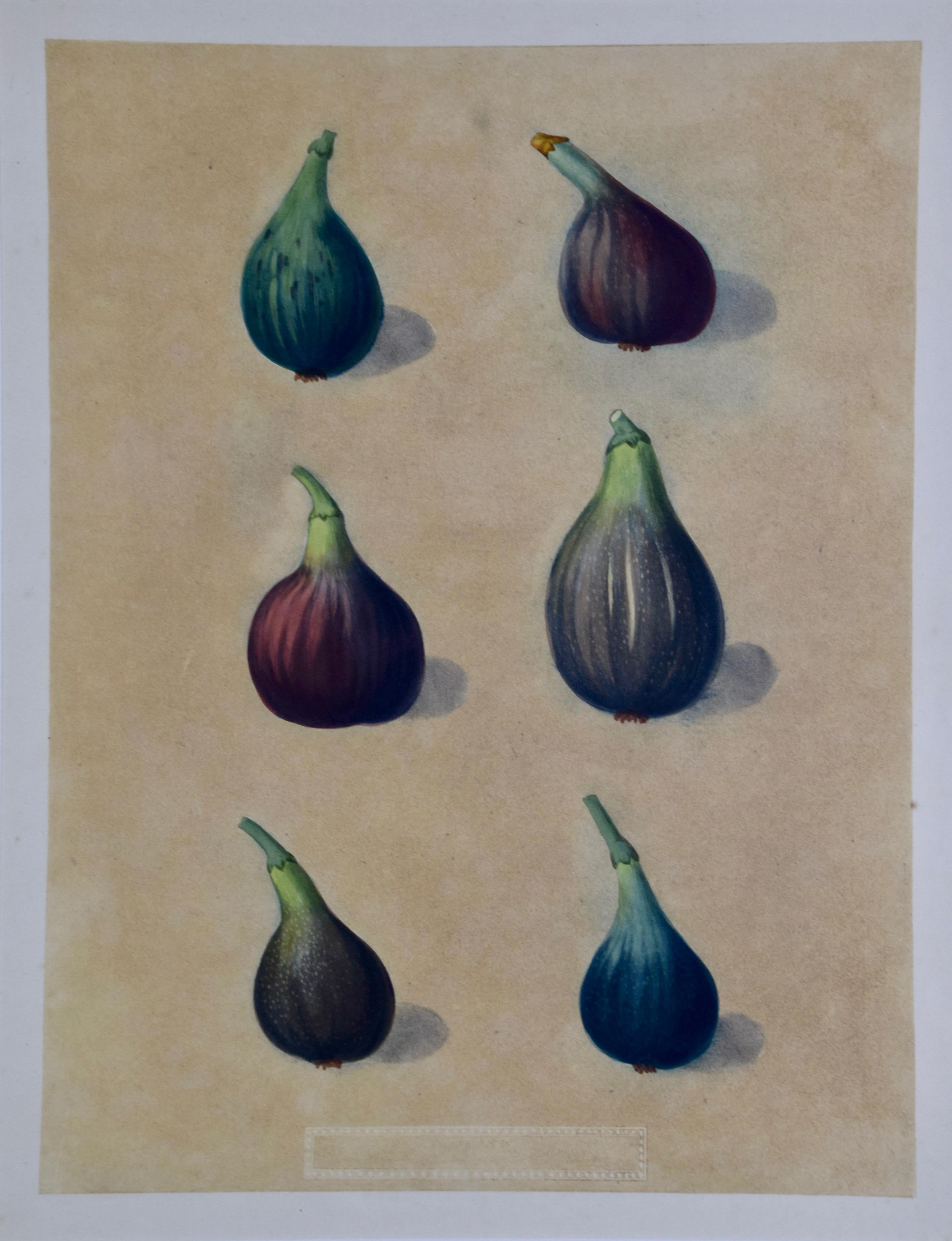 George Brookshaw's Matted Figs Aquatint from 