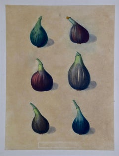 Aguatinta de higos mate de George Brookshaw de "Pomona Brittanica"