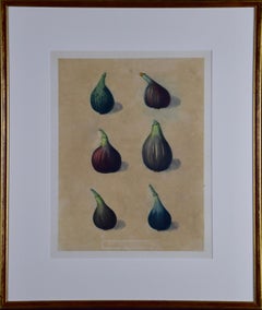 George Brookshaw's Matted Figs Aquatint from "Pomona Brittanica"