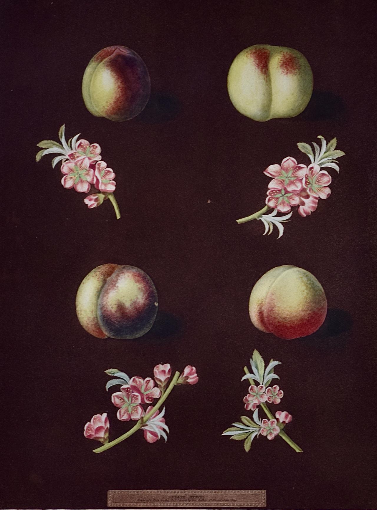 Peaches, Nectarines: George Brookshaw's 19th C. Framed Hand-colored Aquatint - Print by george brookshaw