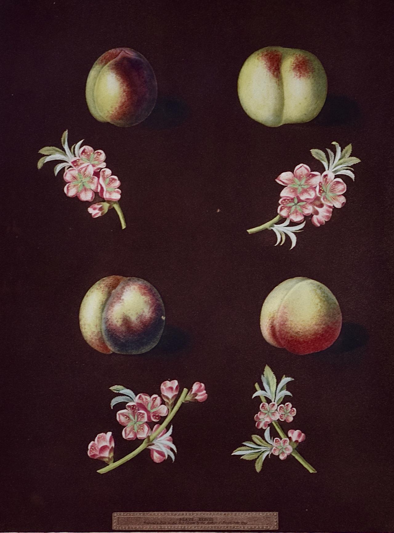 Peaches, Nectarines Aquatinta von George Brookshaw's „Pomona Brittanica“ – Print von george brookshaw