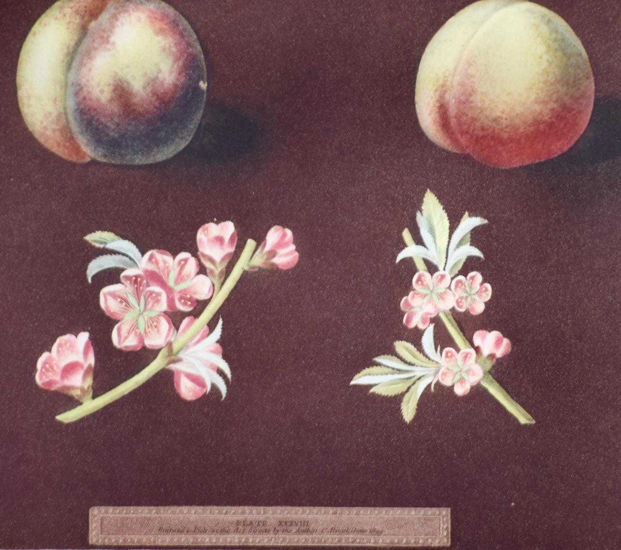 Peaches, Nectarines Aquatinta von George Brookshaw's „Pomona Brittanica“ (Akademisch), Print, von george brookshaw