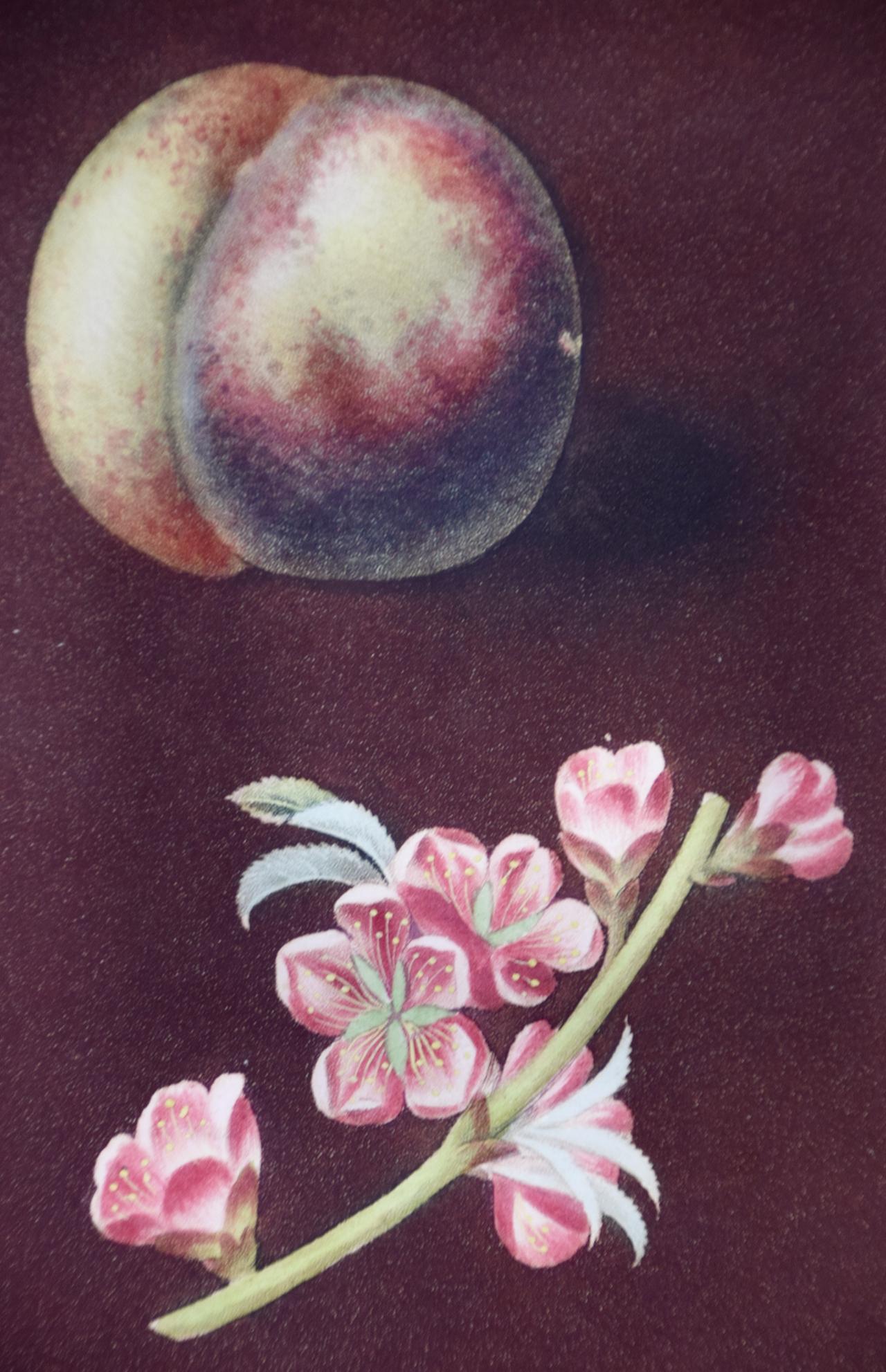 Peaches, Nectarines: George Brookshaw's 19th C. Framed Hand-colored Aquatint - Academic Print by george brookshaw