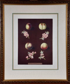 Peaches, Nectarines: George Brookshaw's 19th C. Framed Hand-colored Aquatint