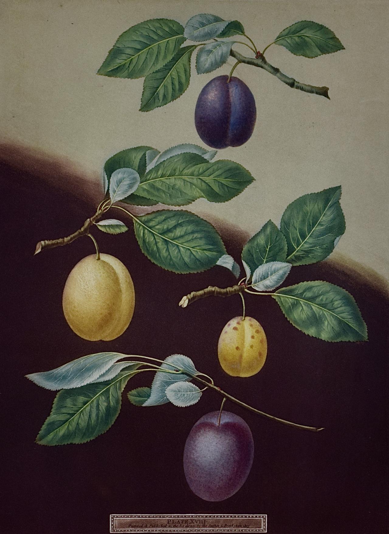 Plums: George Brookshaw's Framed Hand-colored 19th C. Aquatint - Print by george brookshaw