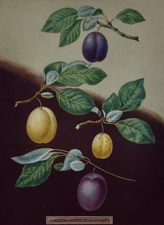 Plums: George Brookshaw's Framed Hand-colored 19th C. Aquatint