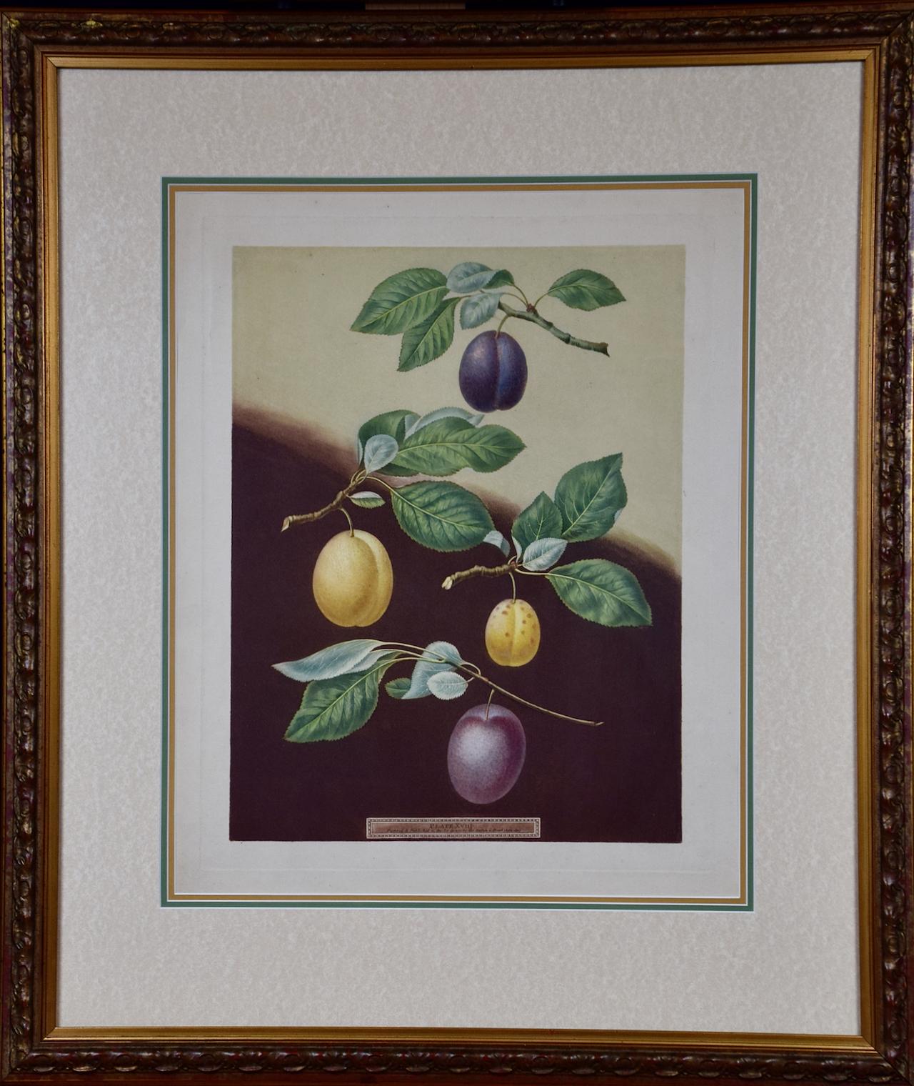 Plums: George Brookshaw's Framed Hand-colored 19th C. Aquatint