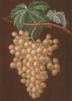 Muscat of ALexandria Grapes by George Brookshaw