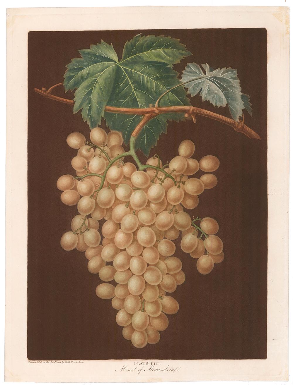 Muscat of ALexandria Grapes by George Brookshaw - Print by george brookshaw