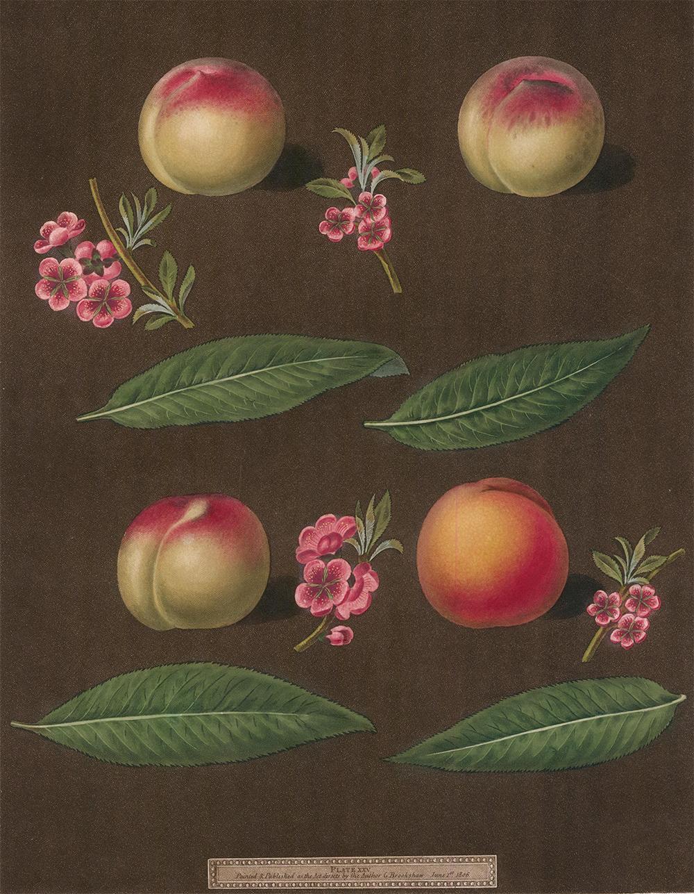 Plate XXV, Peaches,  from 
