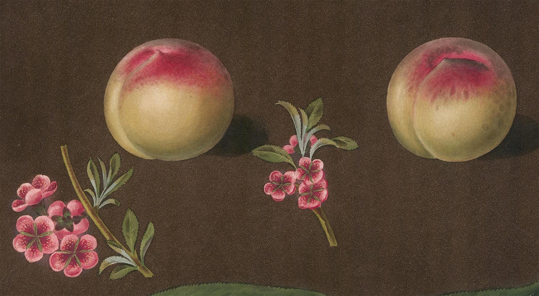 Peaches by George Brookshaw 1