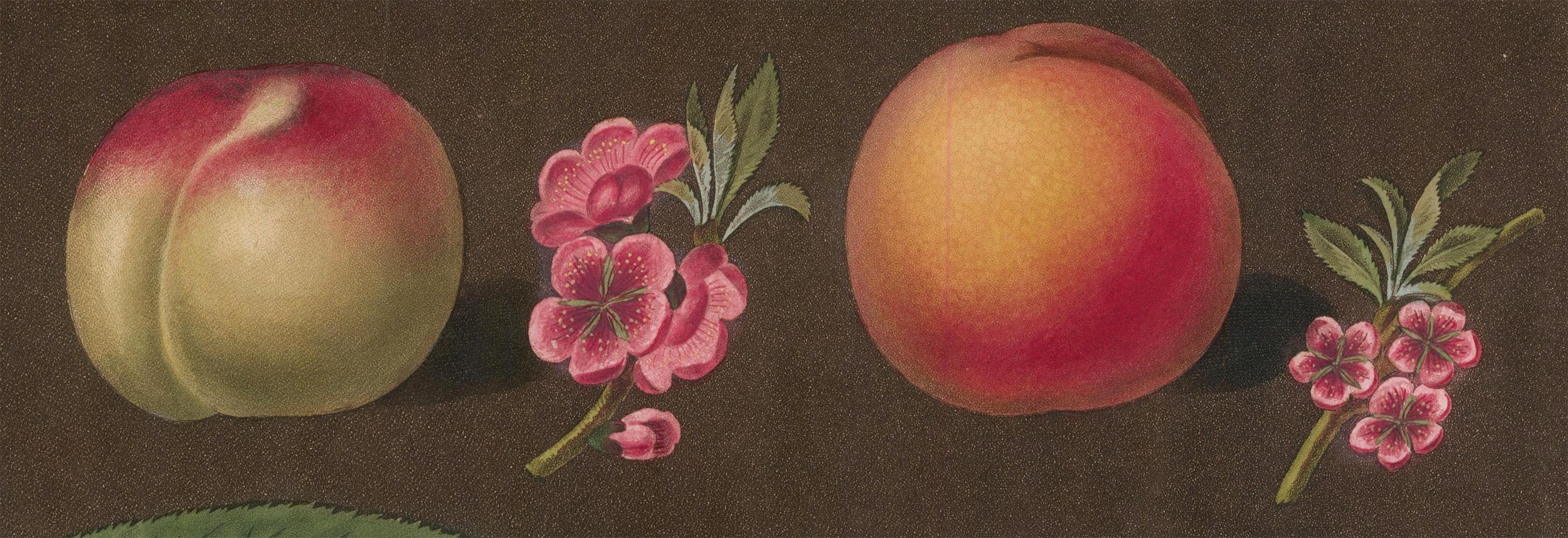 Peaches by George Brookshaw 2