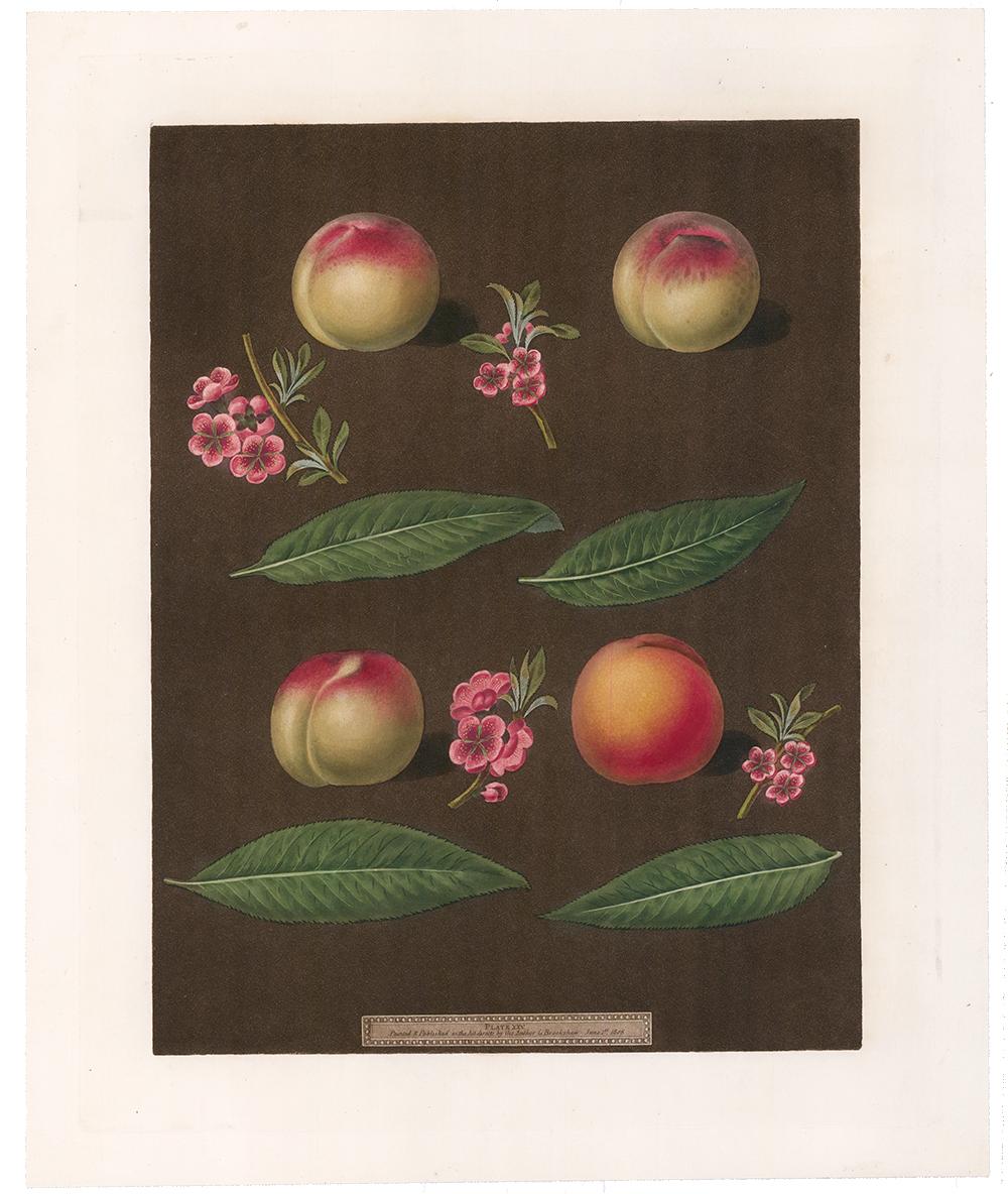 Peaches by George Brookshaw - Print by george brookshaw