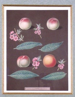 Peaches XXVI