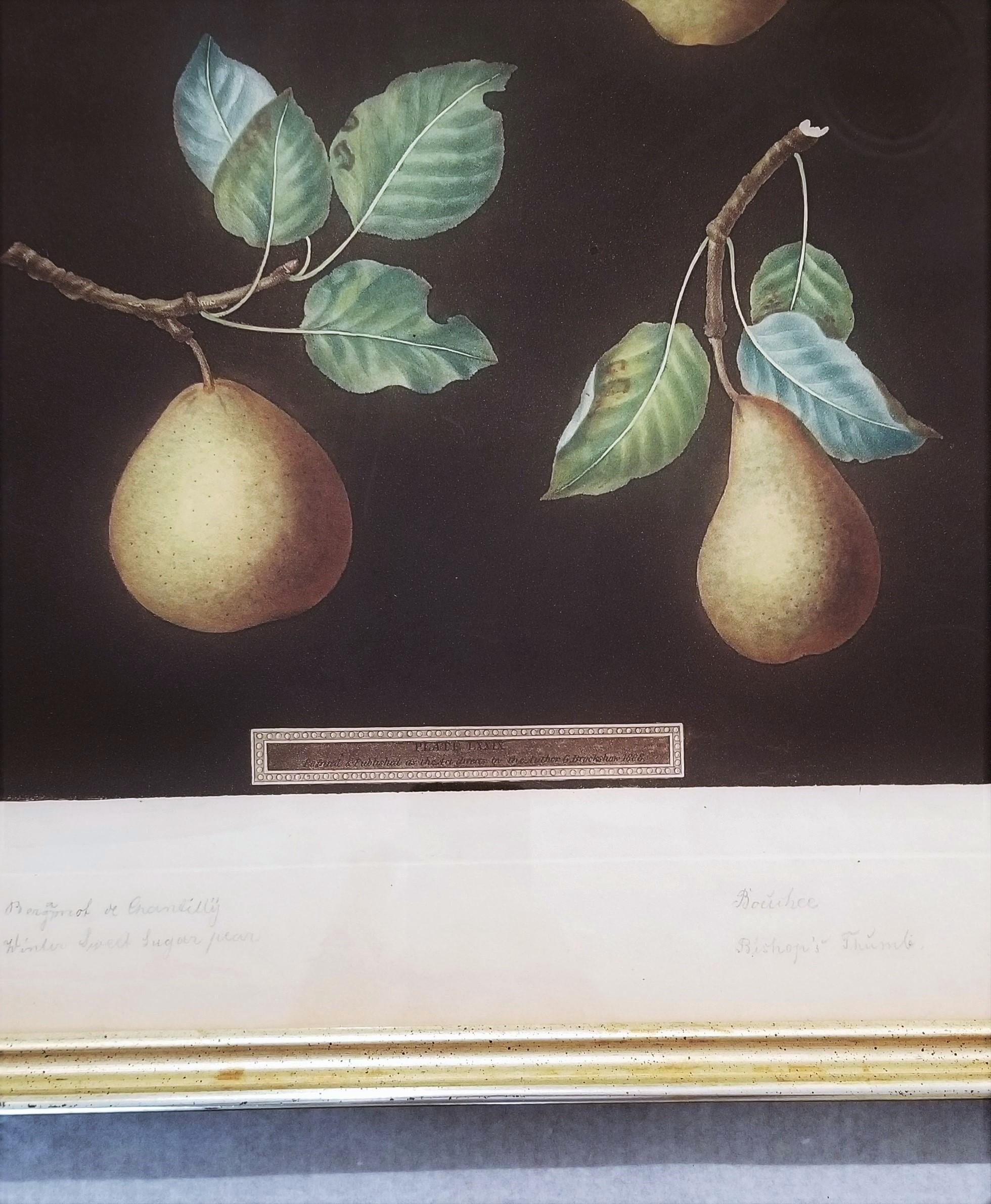 Pears (Bergamot de Chantilly, Bouchee, Winter Sweet Sugar Pear, Bishop's Thumb) For Sale 6