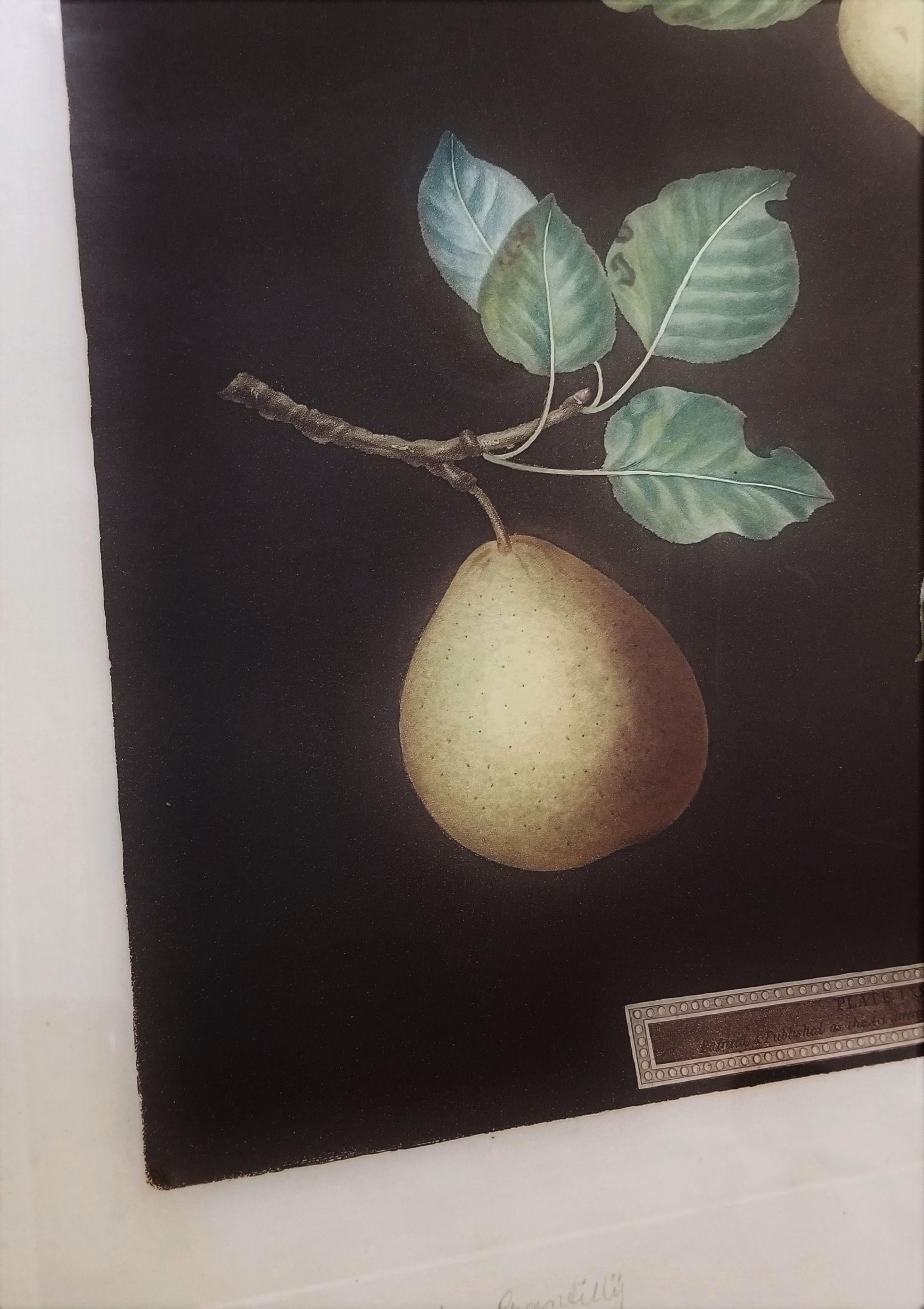 Pears (Bergamot de Chantilly, Bouchee, Winter Sweet Sugar Pear, Bishop's Thumb) For Sale 9