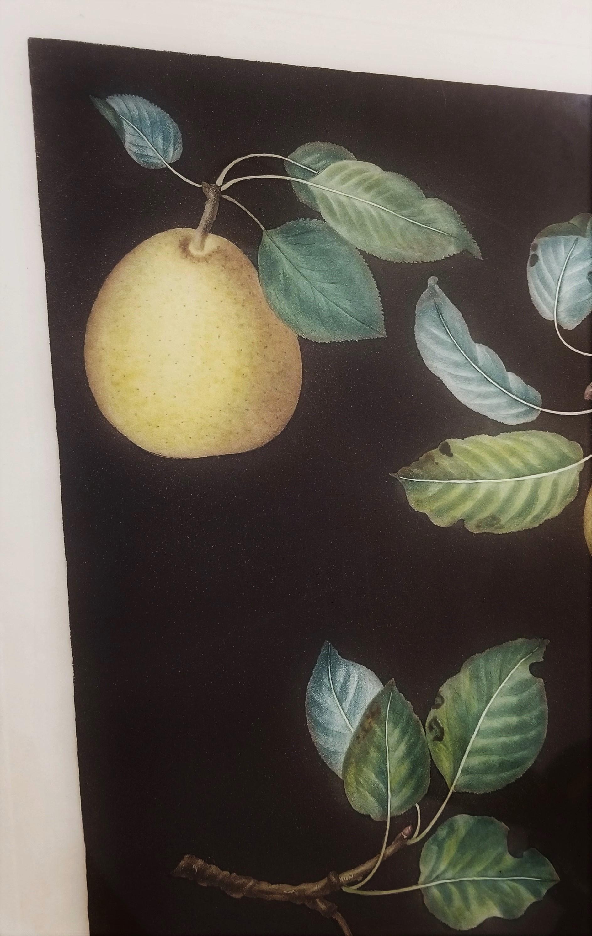 Pears (Bergamot de Chantilly, Bouchee, Winter Sweet Sugar Pear, Bishop's Thumb) For Sale 10