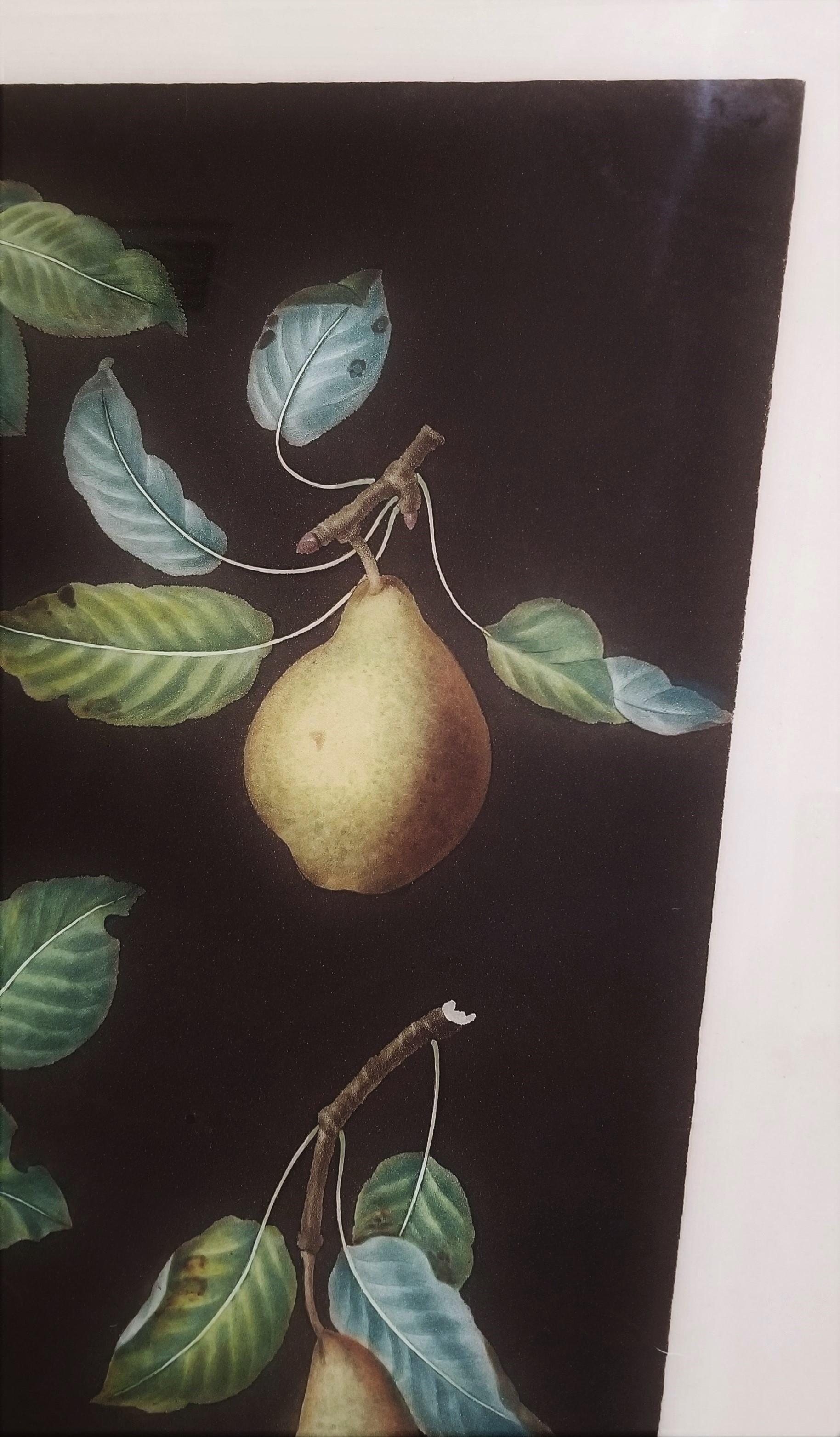 Pears (Bergamot de Chantilly, Bouchee, Winter Sweet Sugar Pear, Bishop's Thumb) For Sale 11