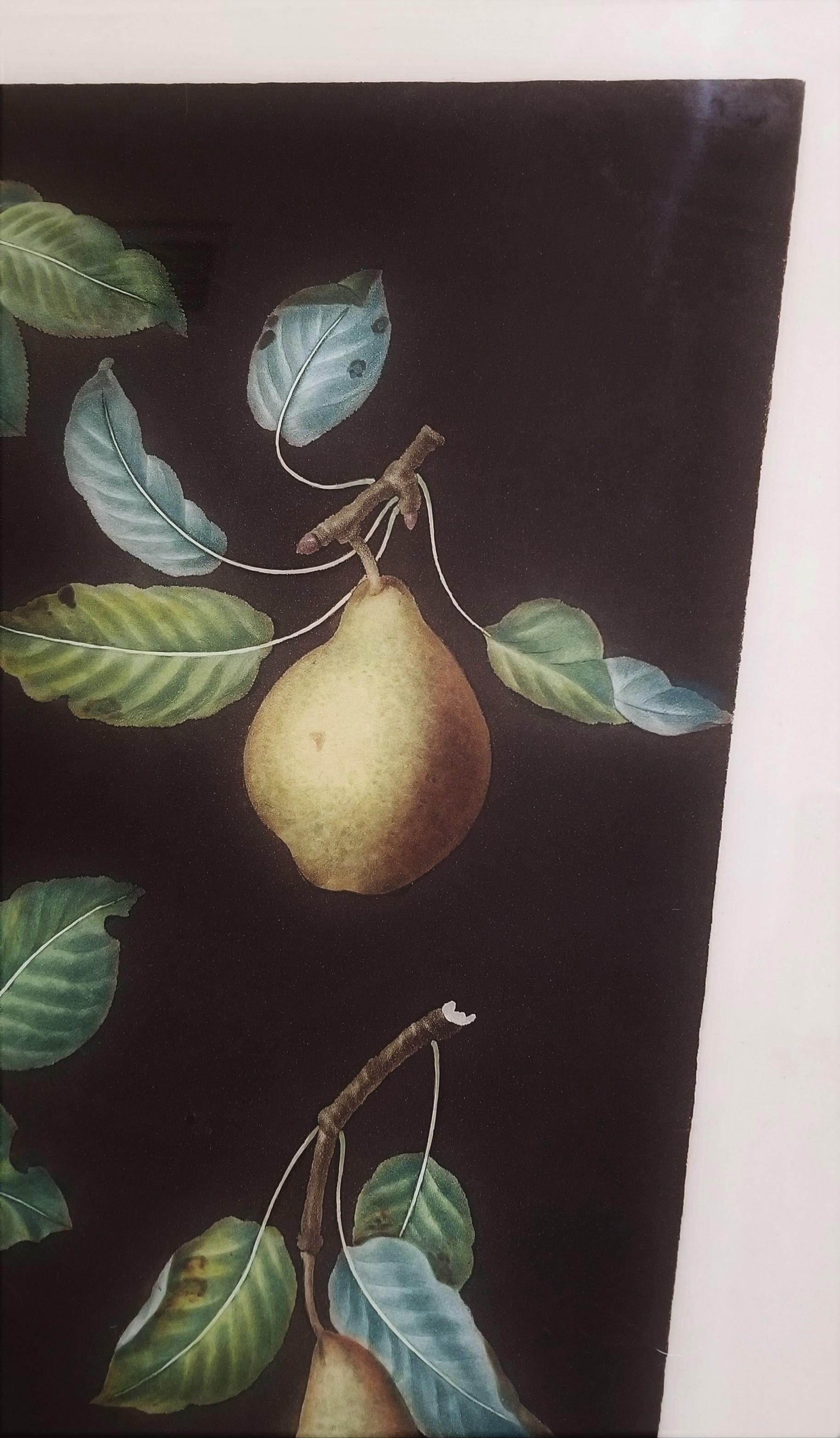 Pere (Bergamotto di Chantilly, Bouchee, Pera dolce d'inverno, Pollice del Vescovo) in vendita 10