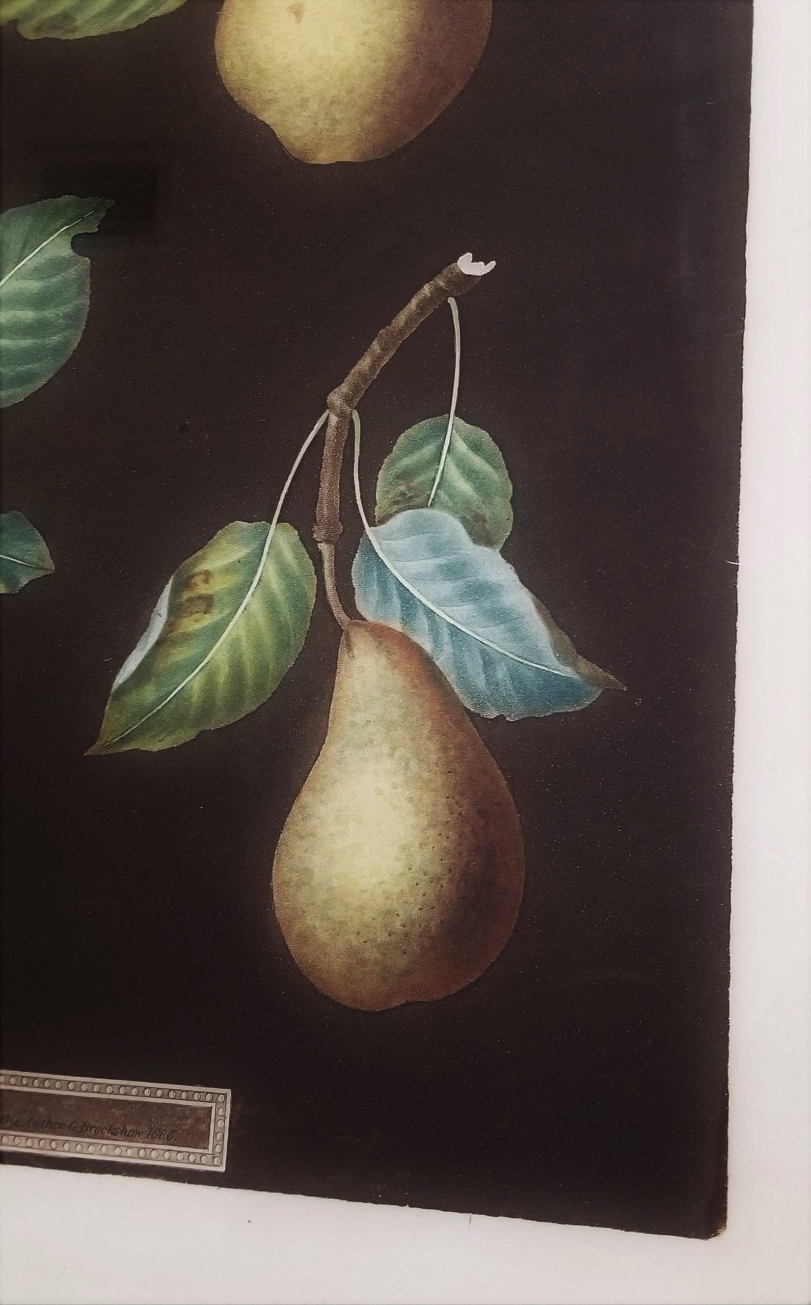 Pears (Bergamot de Chantilly, Bouchee, Winter Sweet Sugar Pear, Bishop's Thumb) For Sale 12