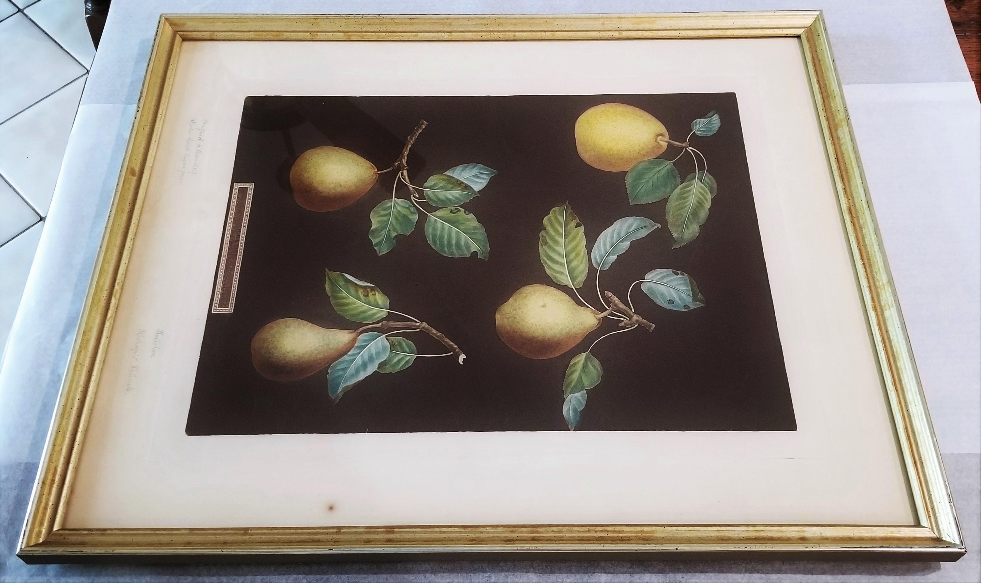Pears (Bergamot de Chantilly, Bouchee, Winter Sweet Sugar Pear, Bishop's Thumb) For Sale 15