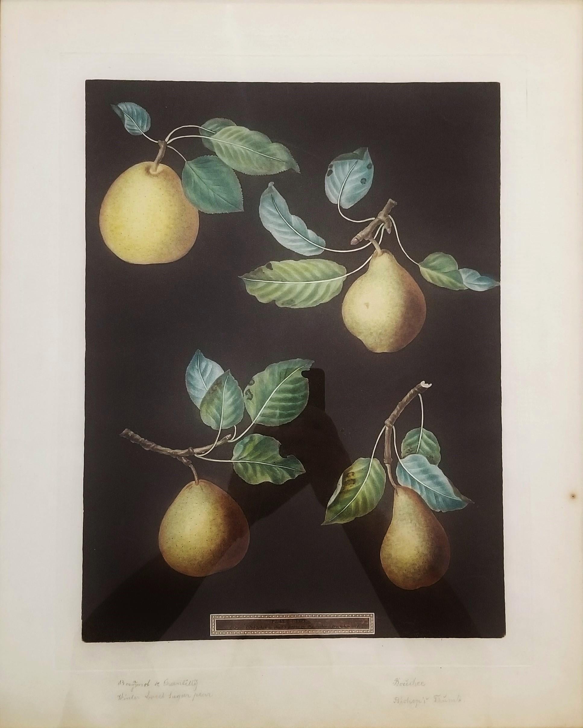 Pears (Bergamot de Chantilly, Bouchee, Winter Sweet Sugar Pear, Bishop's Thumb) - Print by george brookshaw