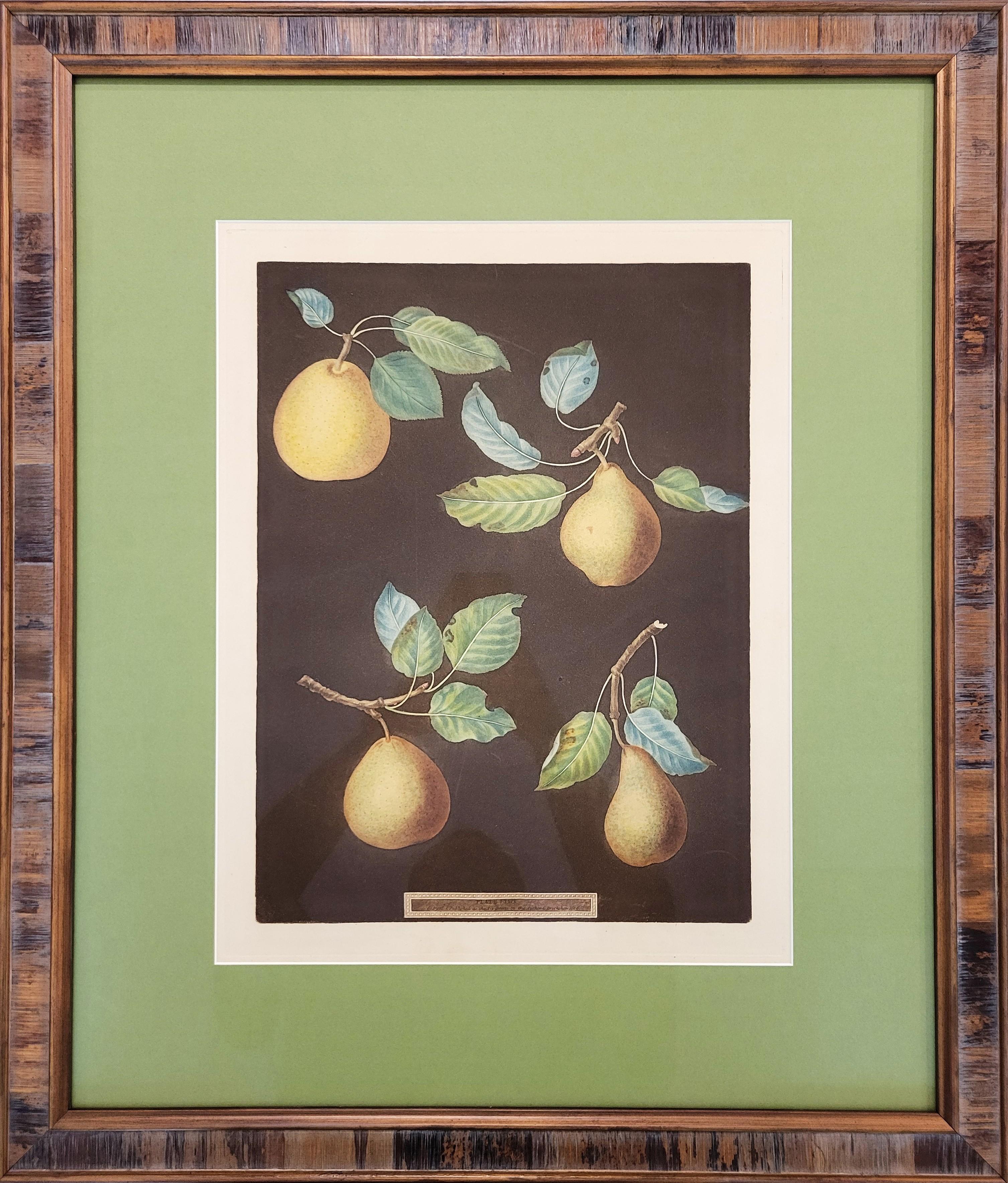 Poires (Bergamot de Chantilly, Bouchee, Poire de Sucrier Soufflé d'Hiver, Bishop's Thumb) - Print de george brookshaw