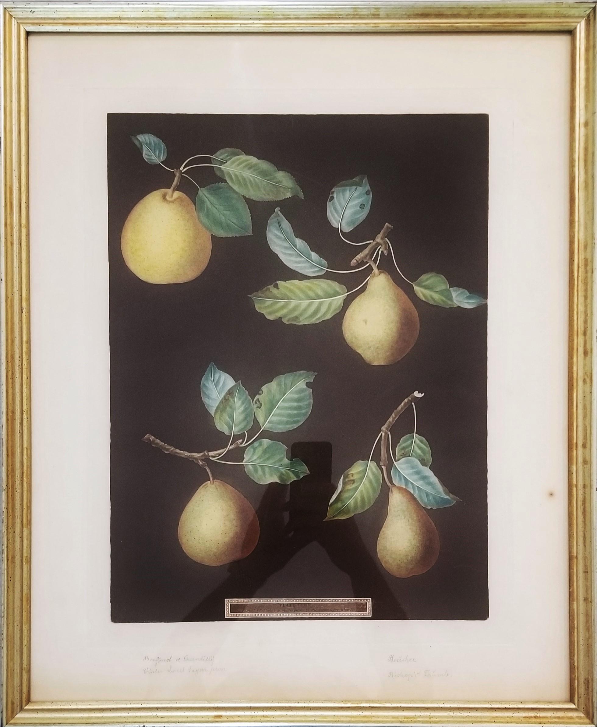 Pears (Bergamot de Chantilly, Bouchee, Winter Sweet Sugar Pear, Bishop's Thumb) - Victorian Print by george brookshaw