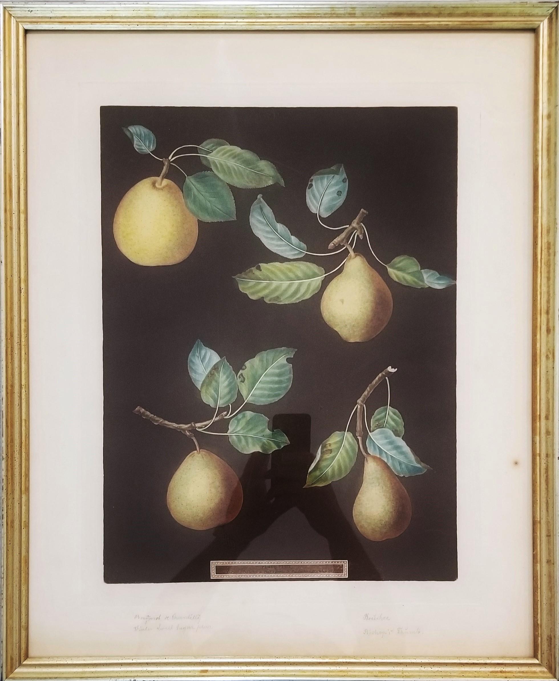 Pere (Bergamotto di Chantilly, Bouchee, Pera dolce d'inverno, Pollice del Vescovo) - Print Vittoriano di george brookshaw