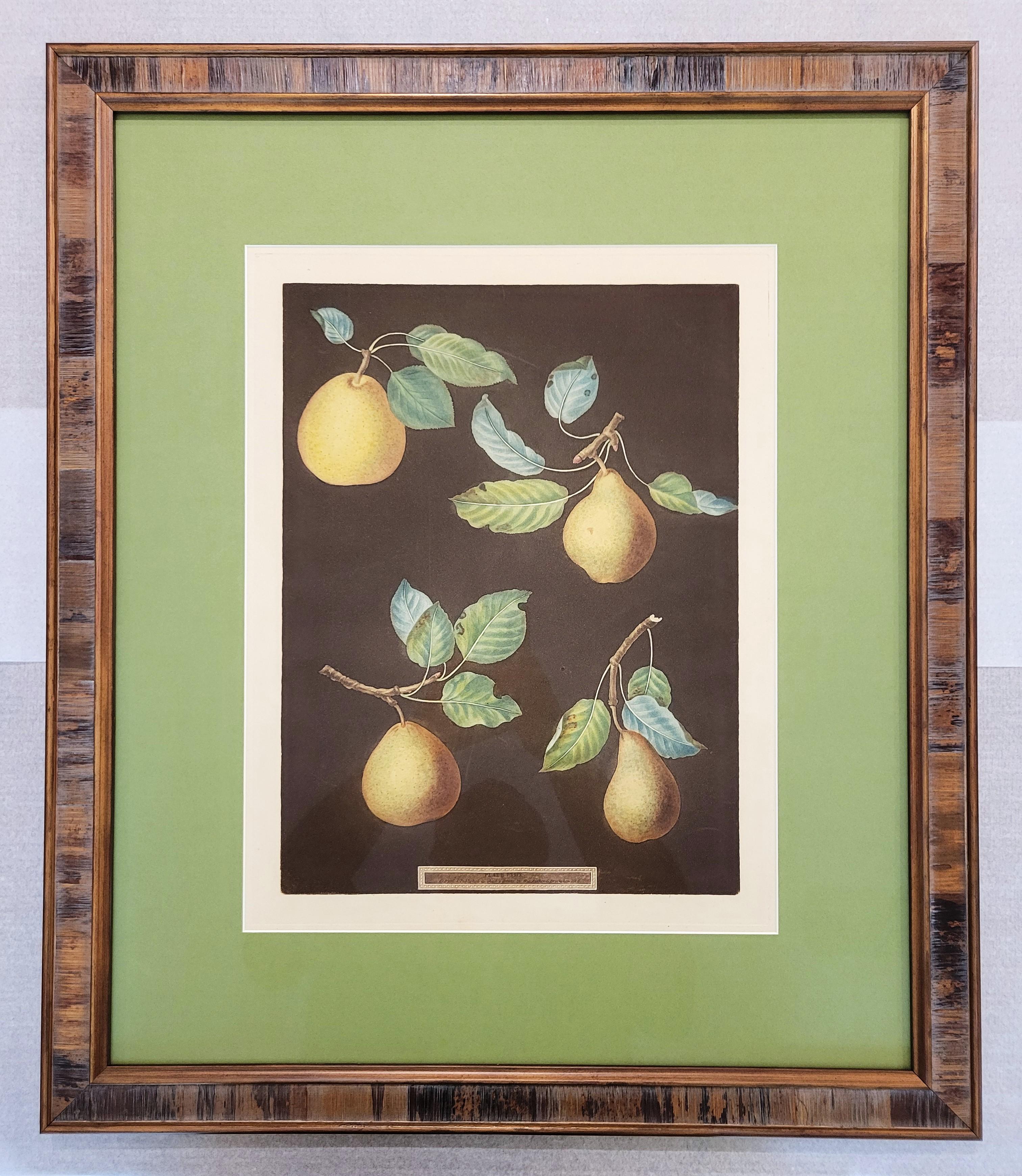 Poires (Bergamot de Chantilly, Bouchee, Poire de Sucrier Soufflé d'Hiver, Bishop's Thumb) - Victorien Print par george brookshaw