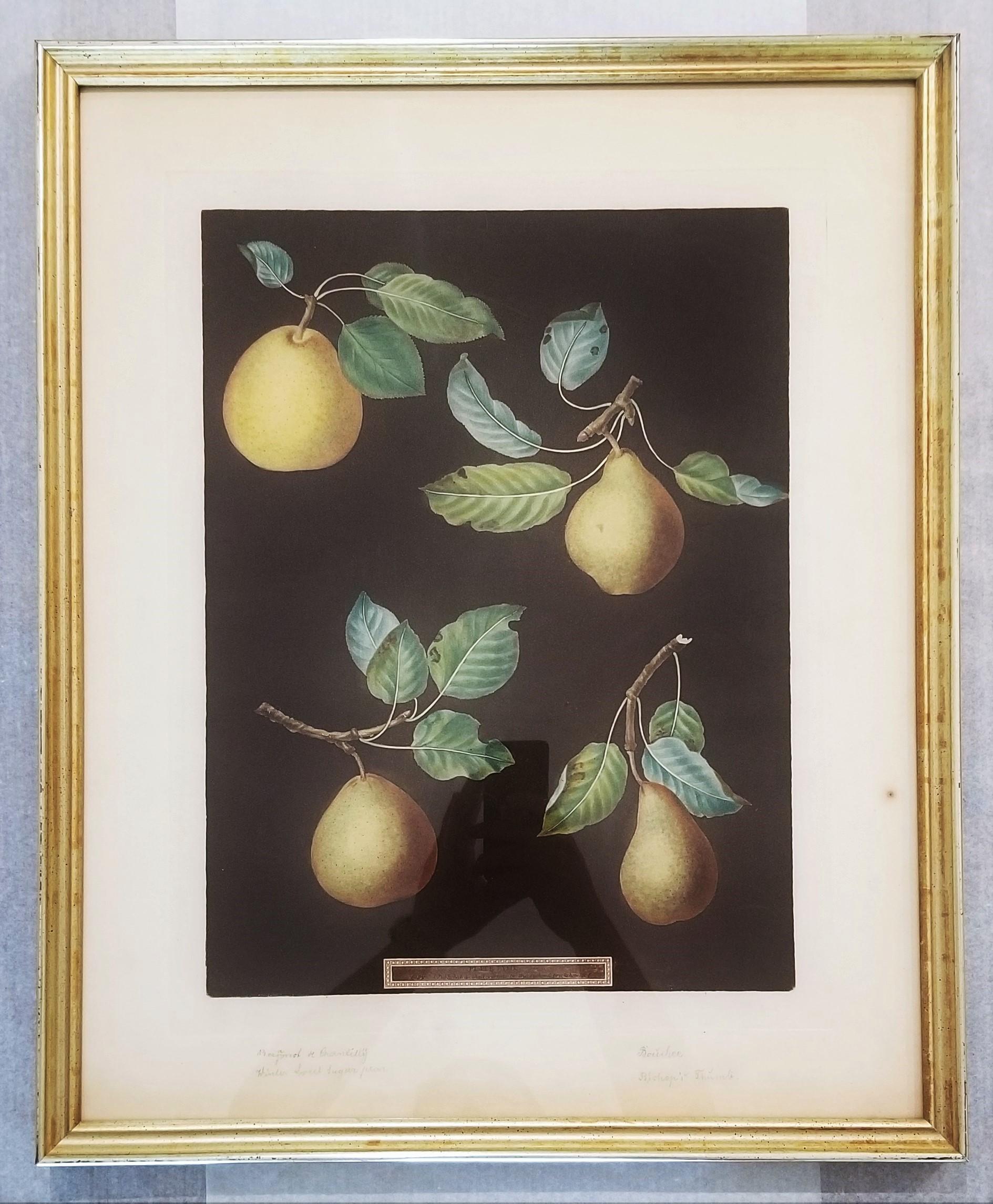 Pere (Bergamotto di Chantilly, Bouchee, Pera dolce d'inverno, Pollice del Vescovo) - Still-Life Print Nero di george brookshaw