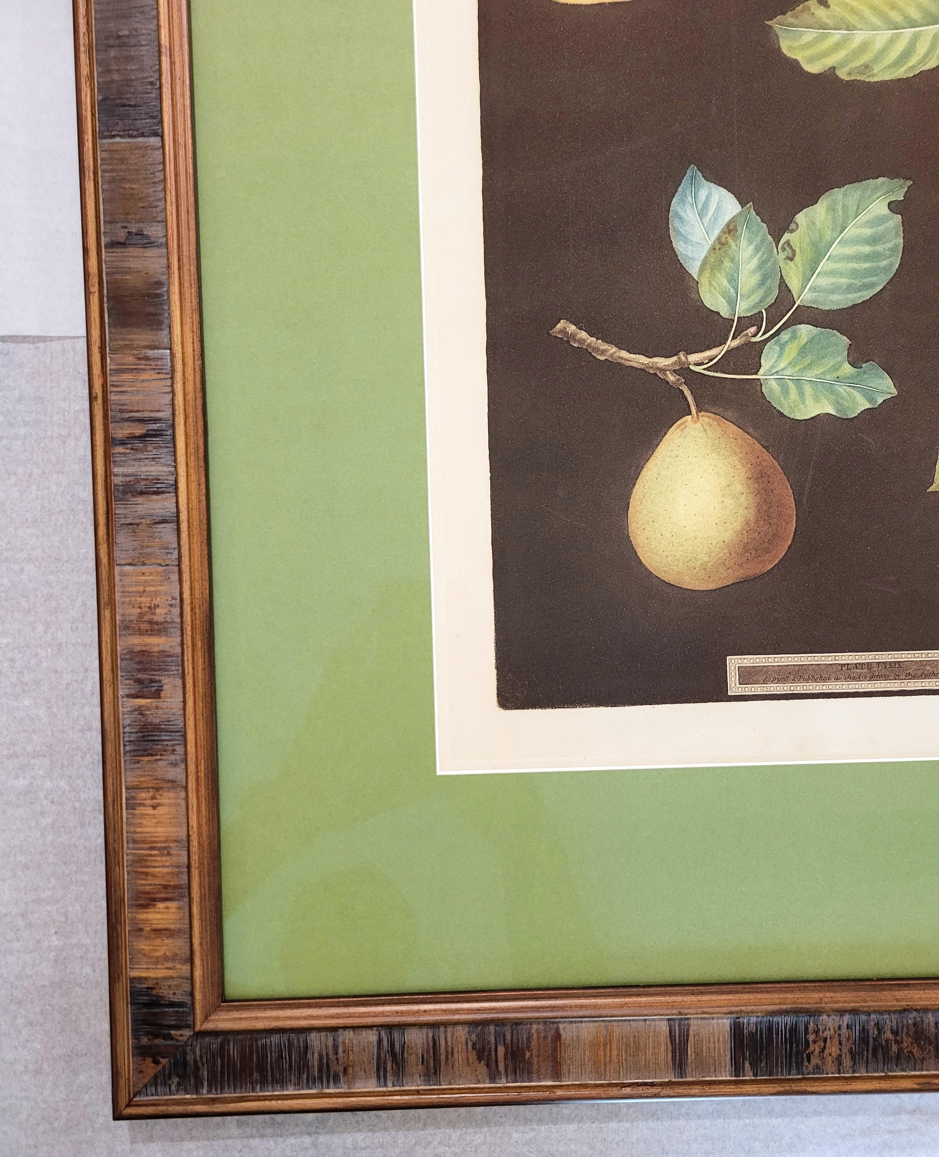 Poires (Bergamot de Chantilly, Bouchee, Poire de Sucrier Soufflé d'Hiver, Bishop's Thumb) - Noir Still-Life Print par george brookshaw