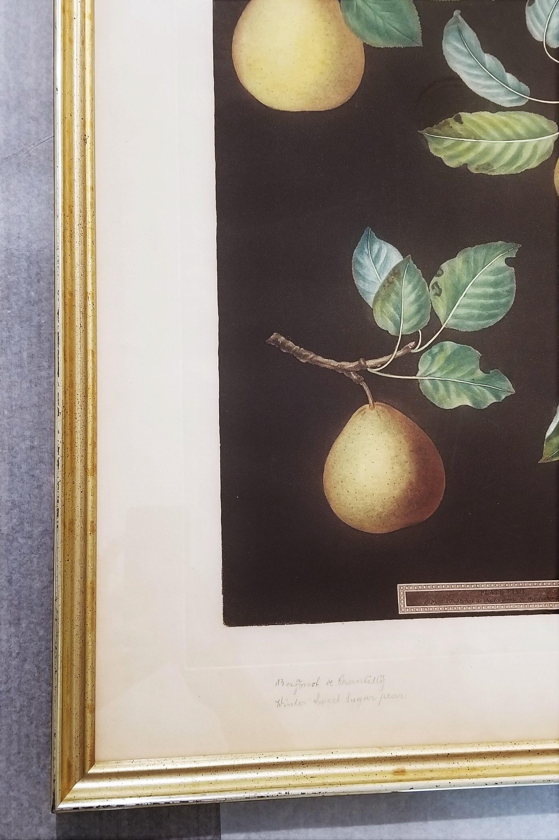 Pears (Bergamot de Chantilly, Bouchee, Winter Sweet Sugar Pear, Bishop's Thumb) For Sale 1