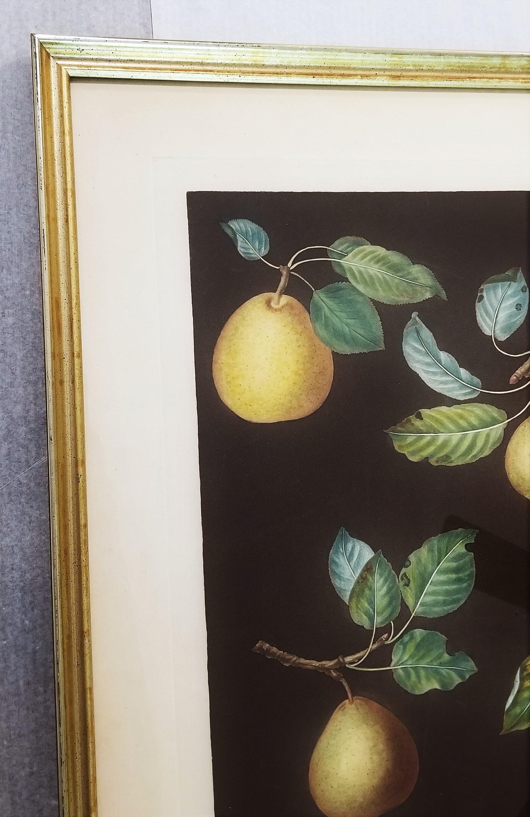 Pears (Bergamot de Chantilly, Bouchee, Winter Sweet Sugar Pear, Bishop's Thumb) For Sale 2