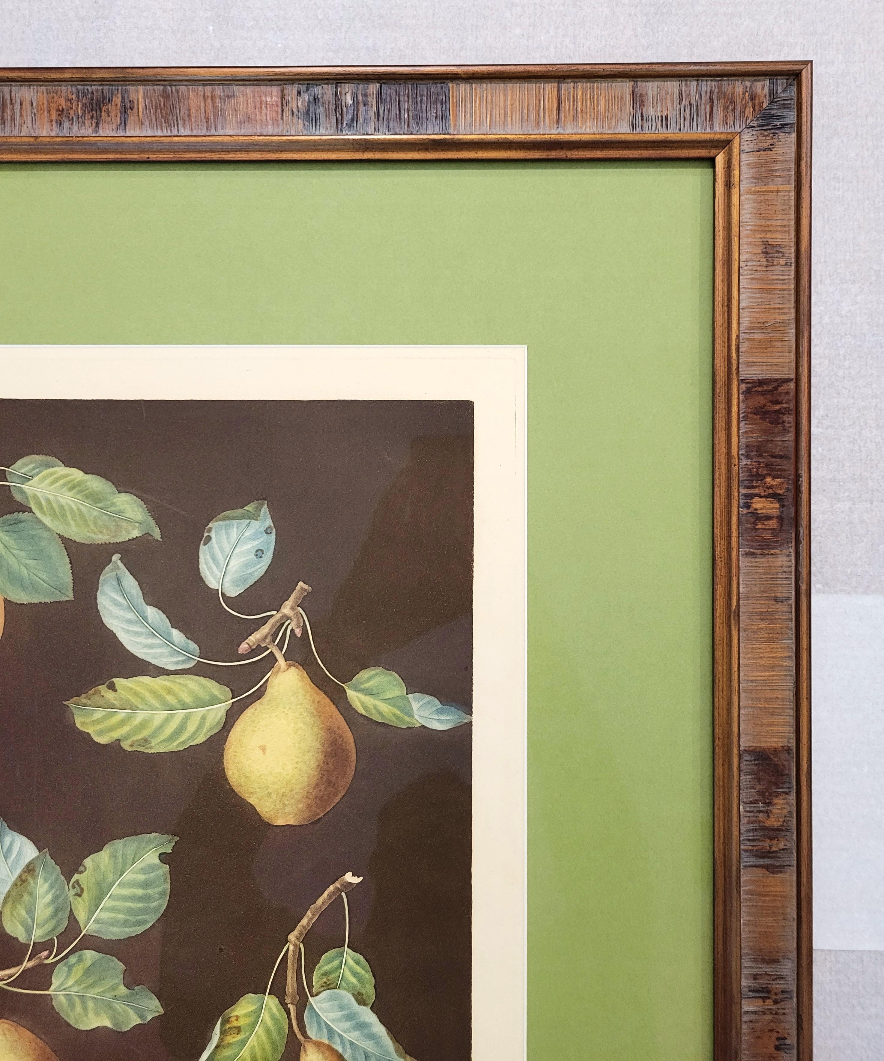 Poires (Bergamot de Chantilly, Bouchee, Poire de Sucrier Soufflé d'Hiver, Bishop's Thumb) en vente 1
