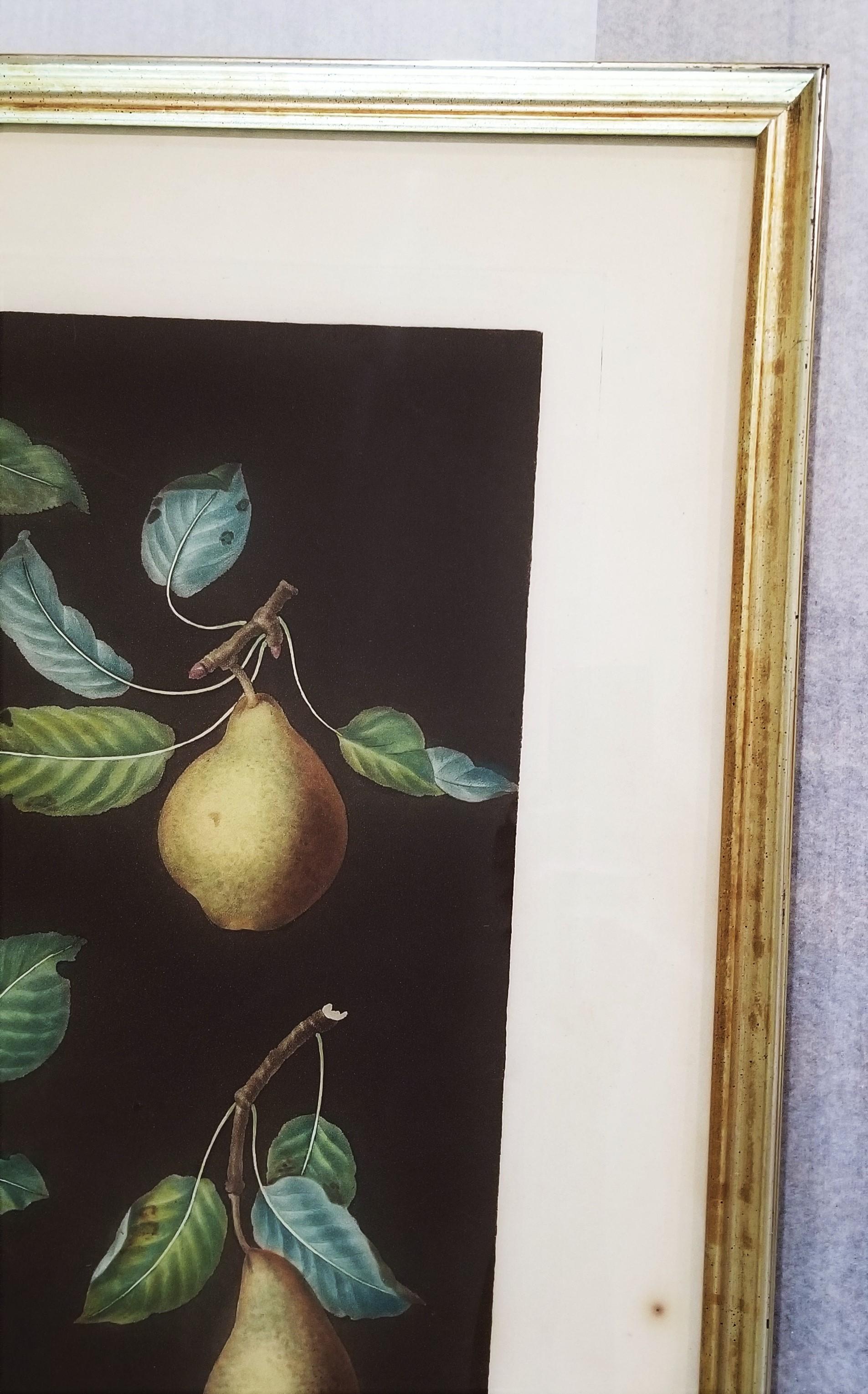 Pears (Bergamot de Chantilly, Bouchee, Winter Sweet Sugar Pear, Bishop's Thumb) For Sale 3