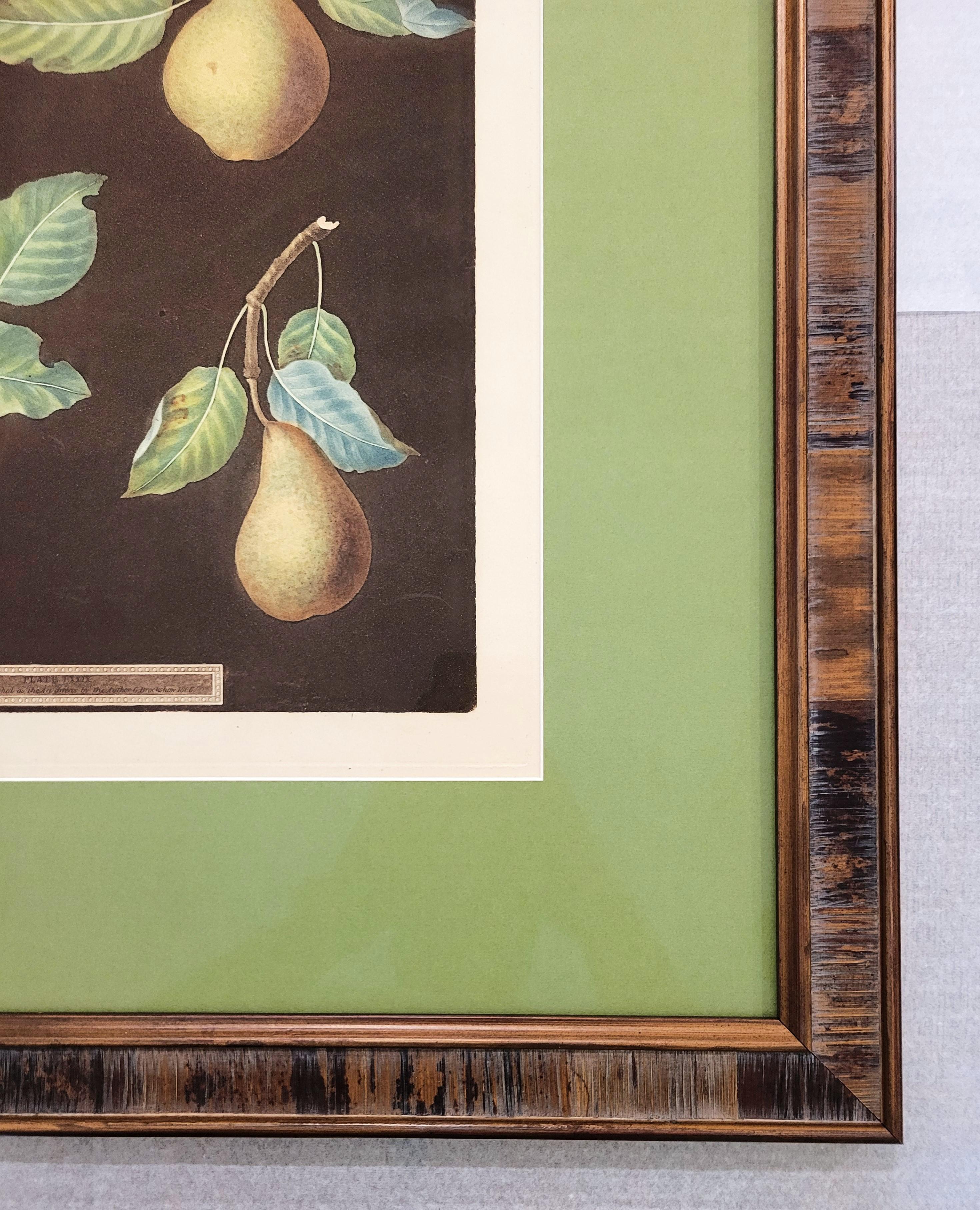 Poires (Bergamot de Chantilly, Bouchee, Poire de Sucrier Soufflé d'Hiver, Bishop's Thumb) en vente 2