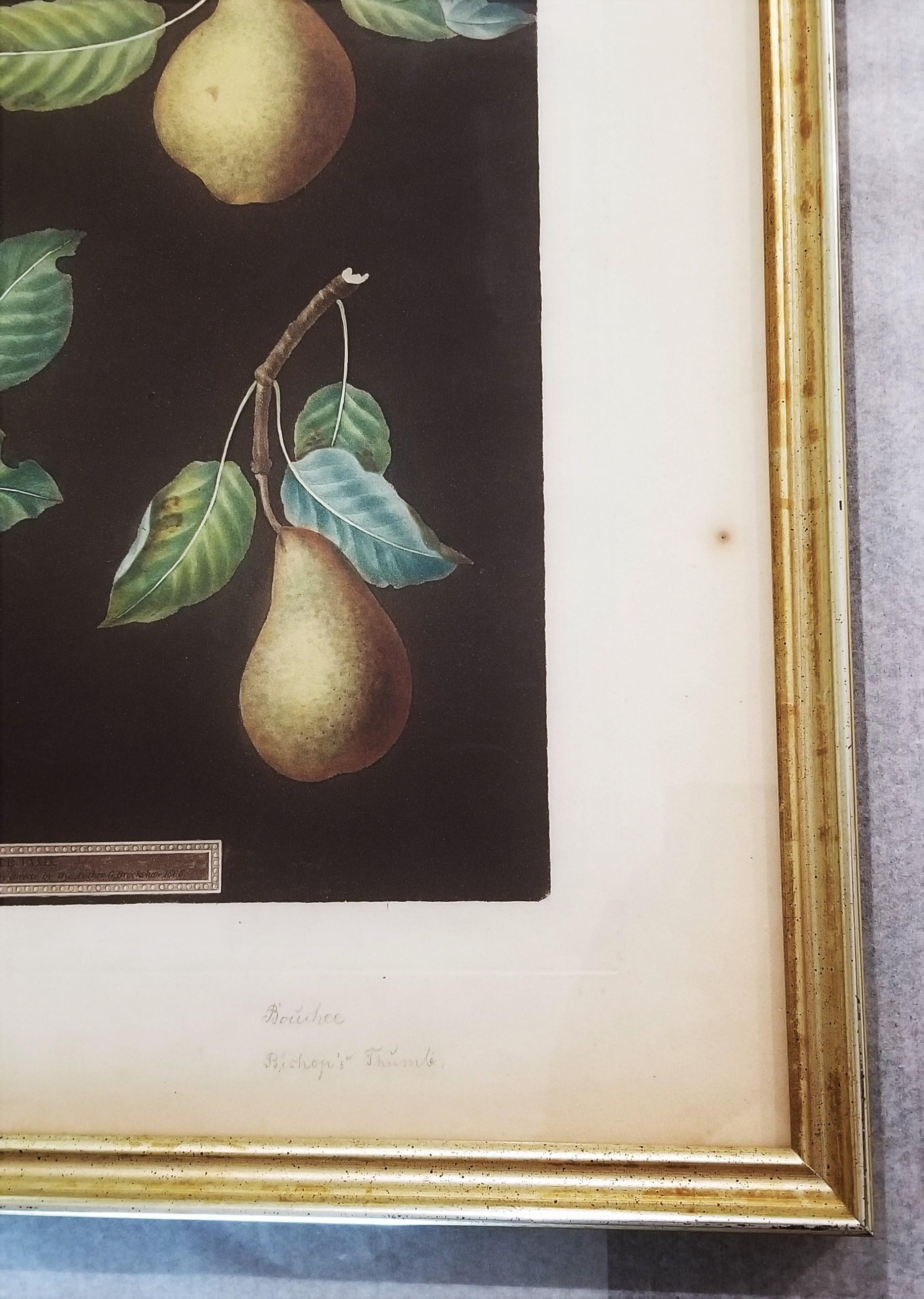 Pears (Bergamot de Chantilly, Bouchee, Winter Sweet Sugar Pear, Bishop's Thumb) For Sale 4