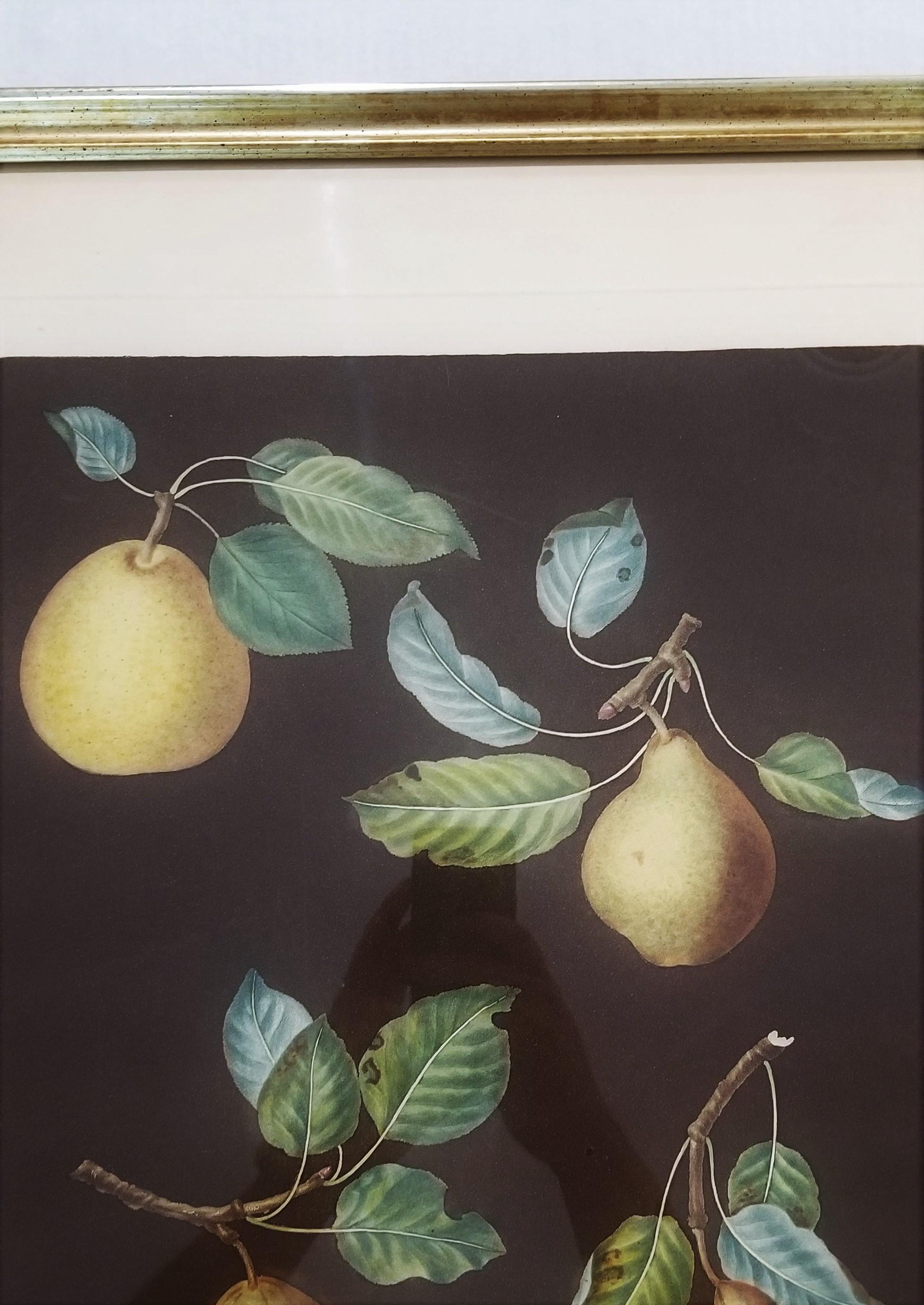 Pears (Bergamot de Chantilly, Bouchee, Winter Sweet Sugar Pear, Bishop's Thumb) For Sale 5