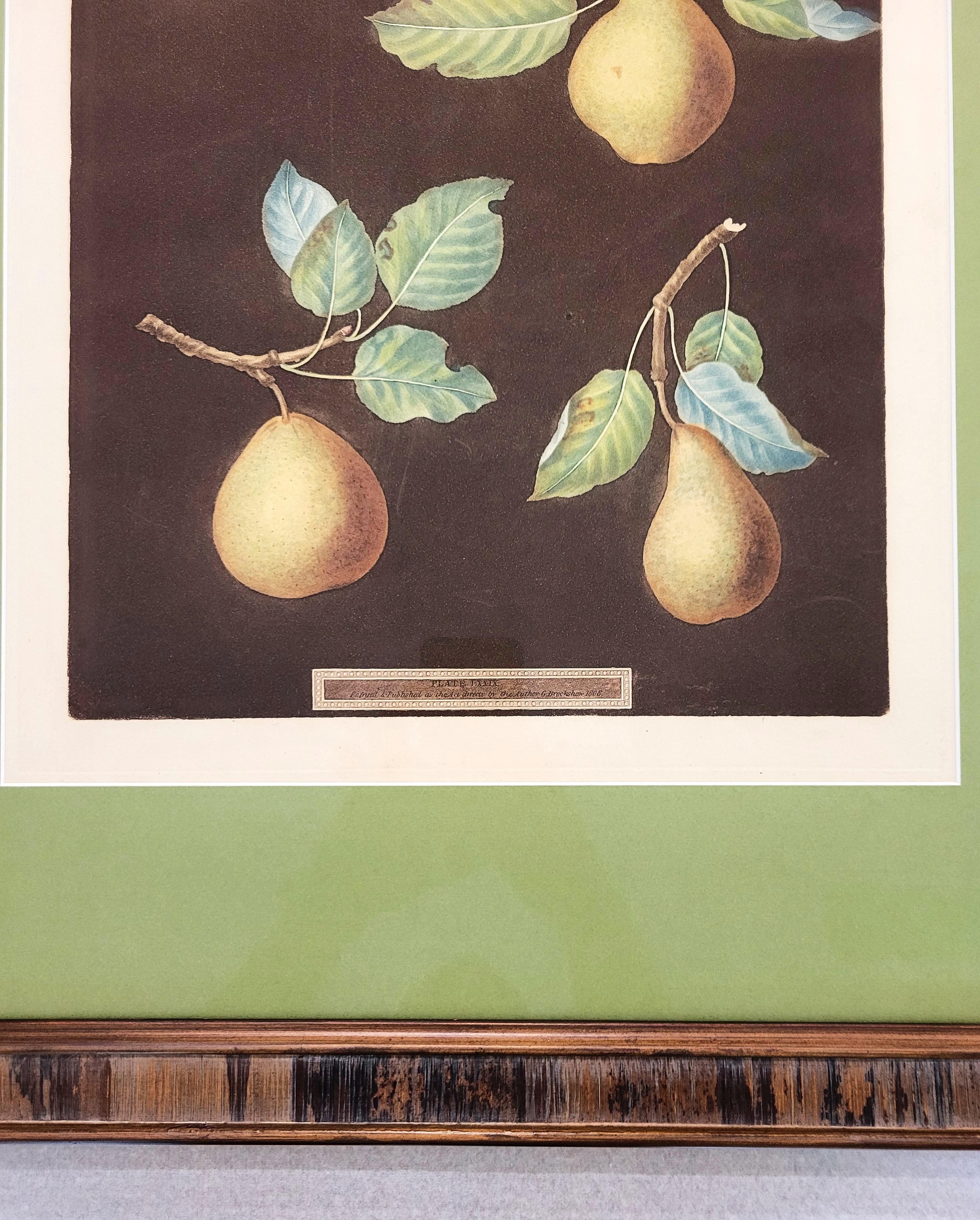 Poires (Bergamot de Chantilly, Bouchee, Poire de Sucrier Soufflé d'Hiver, Bishop's Thumb) en vente 4