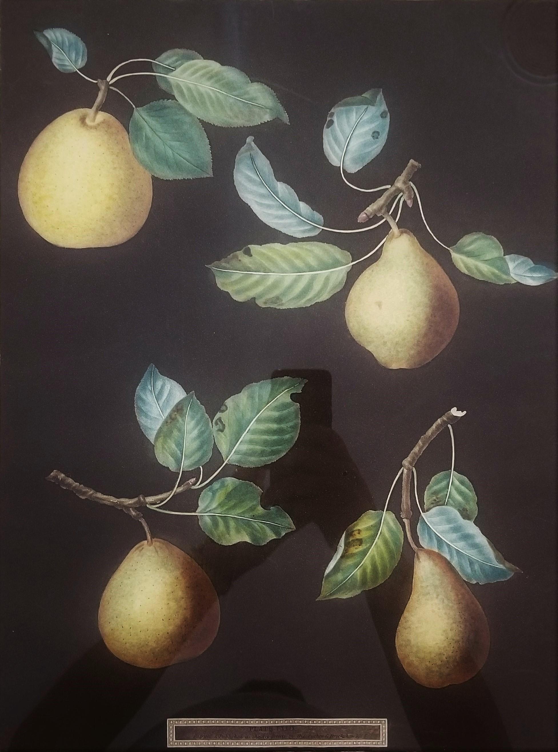 george brookshaw Still-Life Print - Pears (Bergamot de Chantilly, Bouchee, Winter Sweet Sugar Pear, Bishop's Thumb)