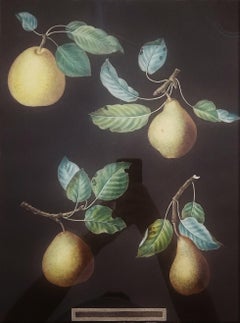 Poires (Bergamot de Chantilly, Bouchee, Poire de Sucrier Soufflé d'Hiver, Bishop's Thumb)