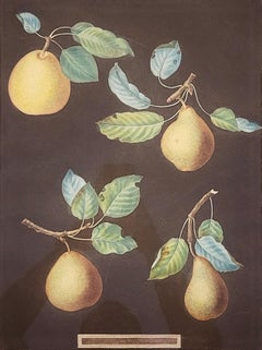 Antique Pears (Bergamot de Chantilly, Bouchee, Winter Sweet Sugar Pear, Bishop's Thumb)