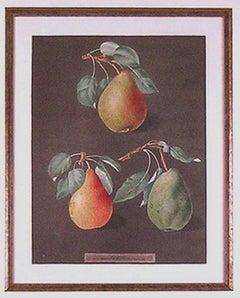 Pears  LXXXII