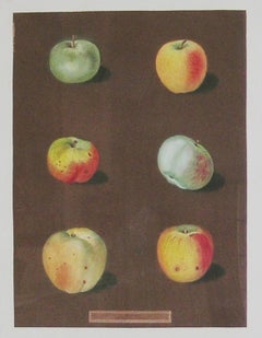 Plate 88.  Apples.