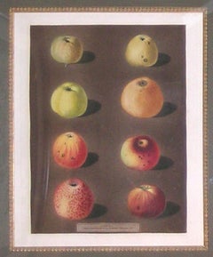 Plate 91.  Apples.