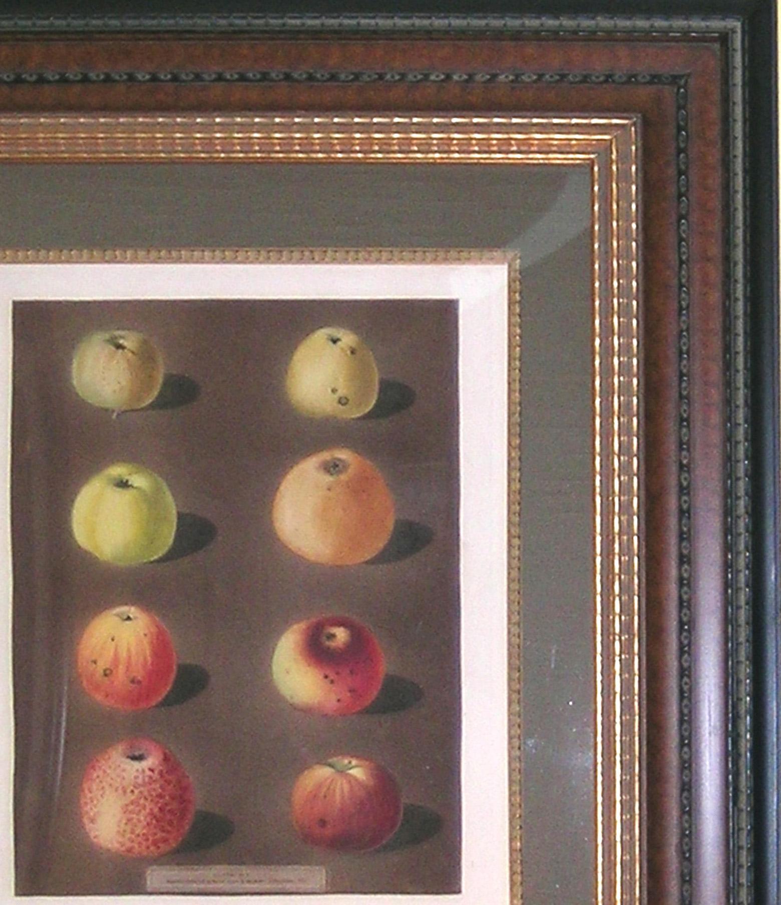 Plate 91.  Apples. - Academic Print by george brookshaw