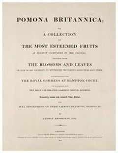 Plate L  Black Muscadine