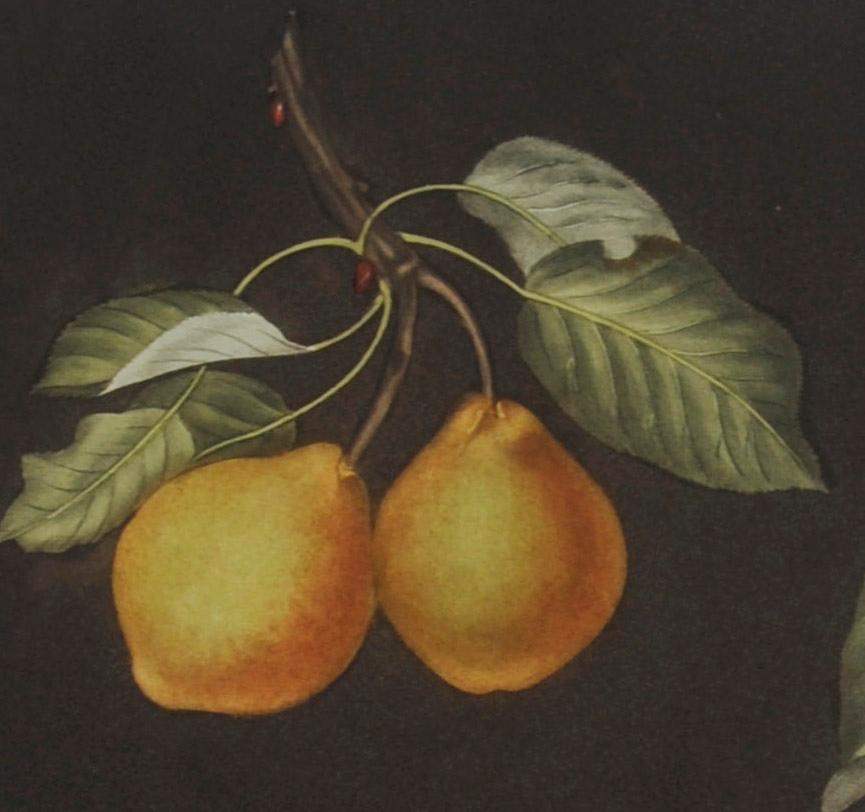 Plate LXXVIII  Pears (Valley, Petit Russelet, Doyenne, or Saint Michael, ... - Print by george brookshaw